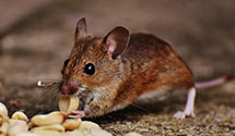 24 Hour & Emergency Exterminators in Gatesville, NC